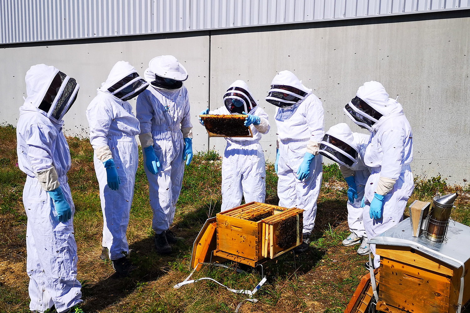 Gain new skills and learn about bee-keeping in Chaussin, France